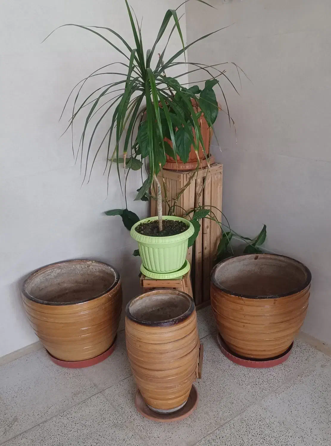 گل و گلدان و پایه گل|گل و گیاه طبیعی|کرج, بنیاد|دیوار