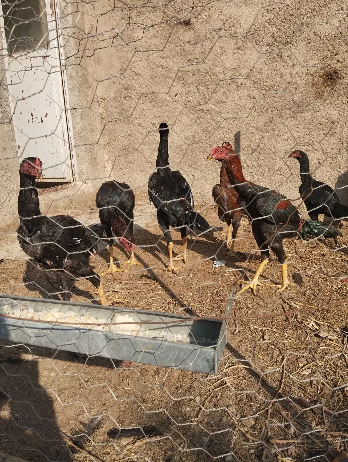 خروس و مرغ لاری|حیوانات مزرعه|خسروشاه, |دیوار