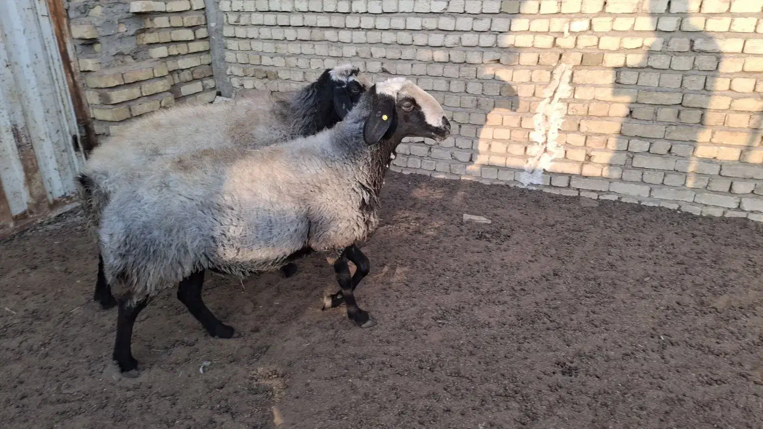 بره نر ...قوچ|حیوانات مزرعه|تاکستان, |دیوار