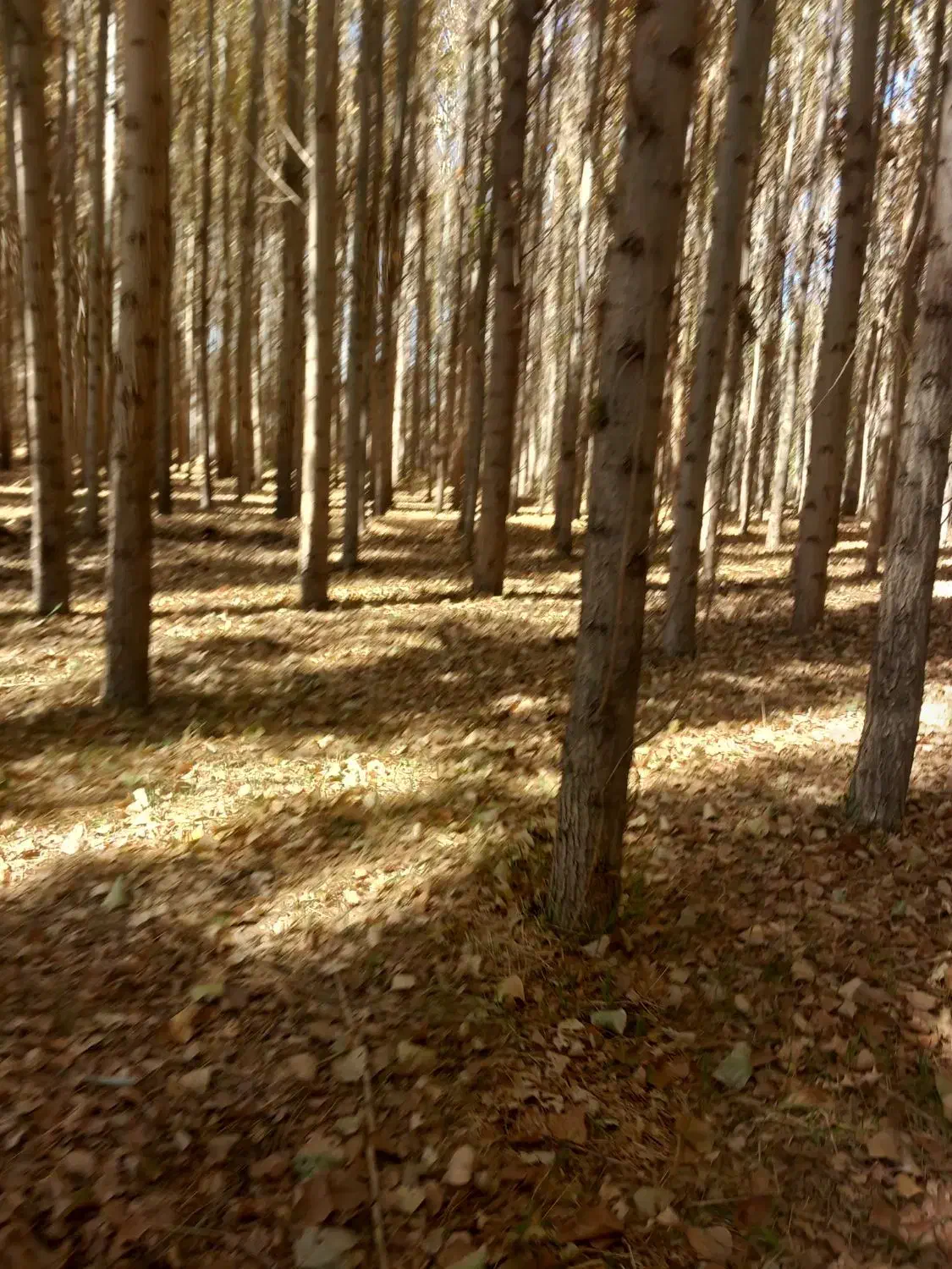 خرید انواع چوب و درخت|خدمات باغبانی و درختکاری|بناب, |دیوار