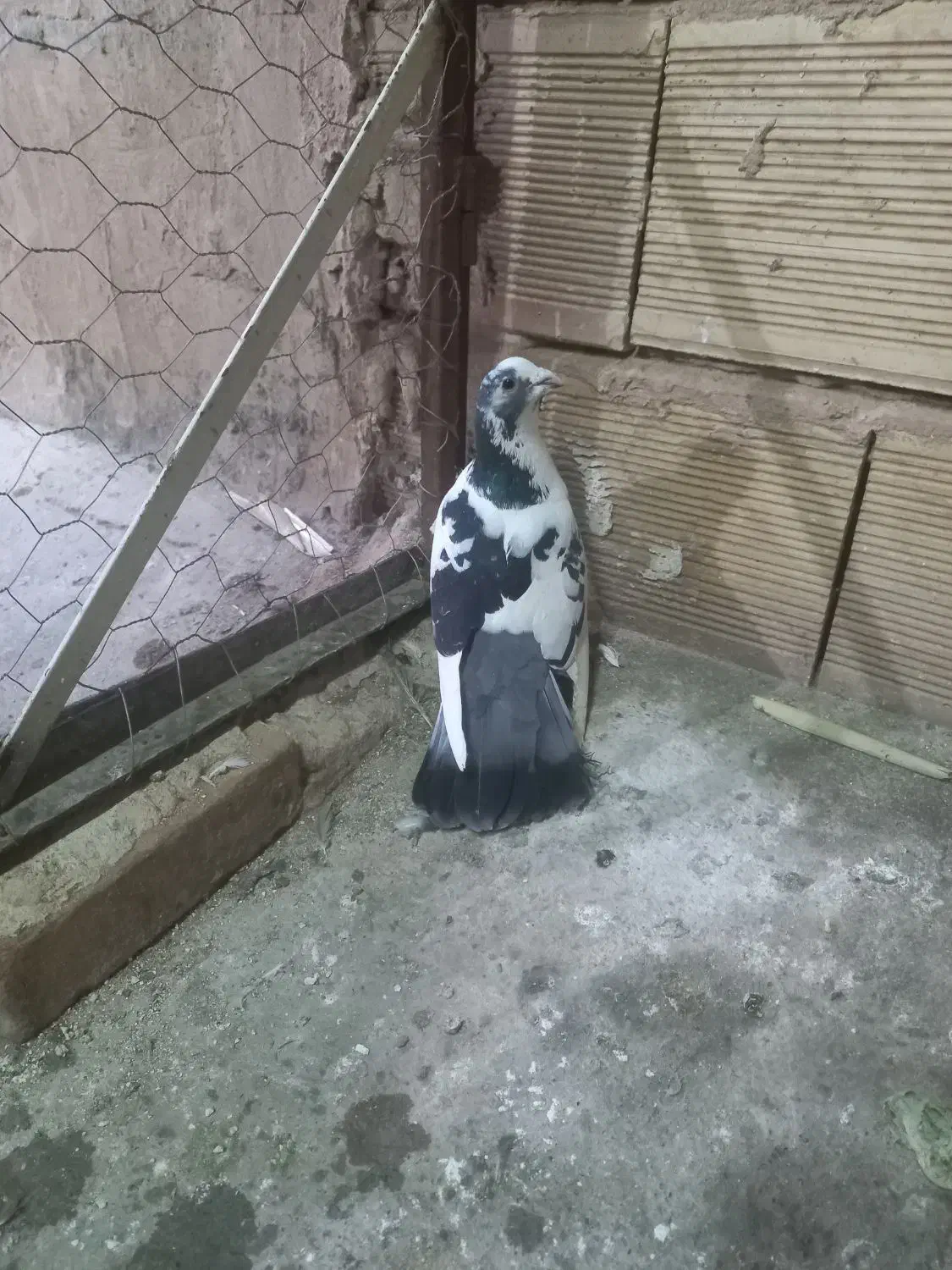 پلنگ|پرنده|سبزوار, امیر کبیر|دیوار