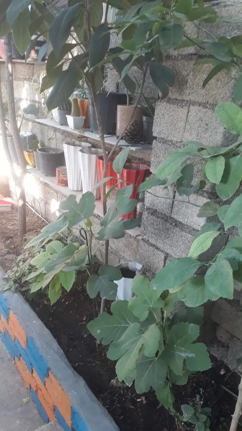 نهال وگل|گل مصنوعی|ایلام, |دیوار