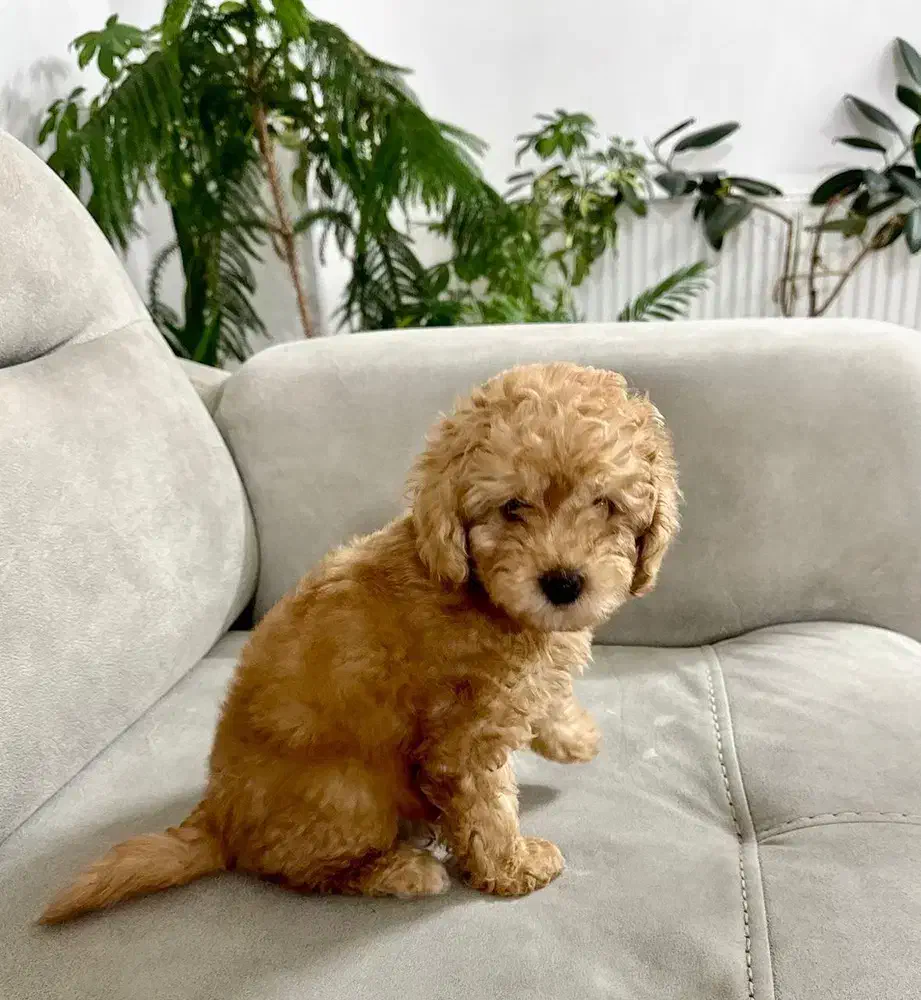 توله تاینی پودل|سگ|هشتگرد, شهرک ولیعصر (مصلی)|دیوار