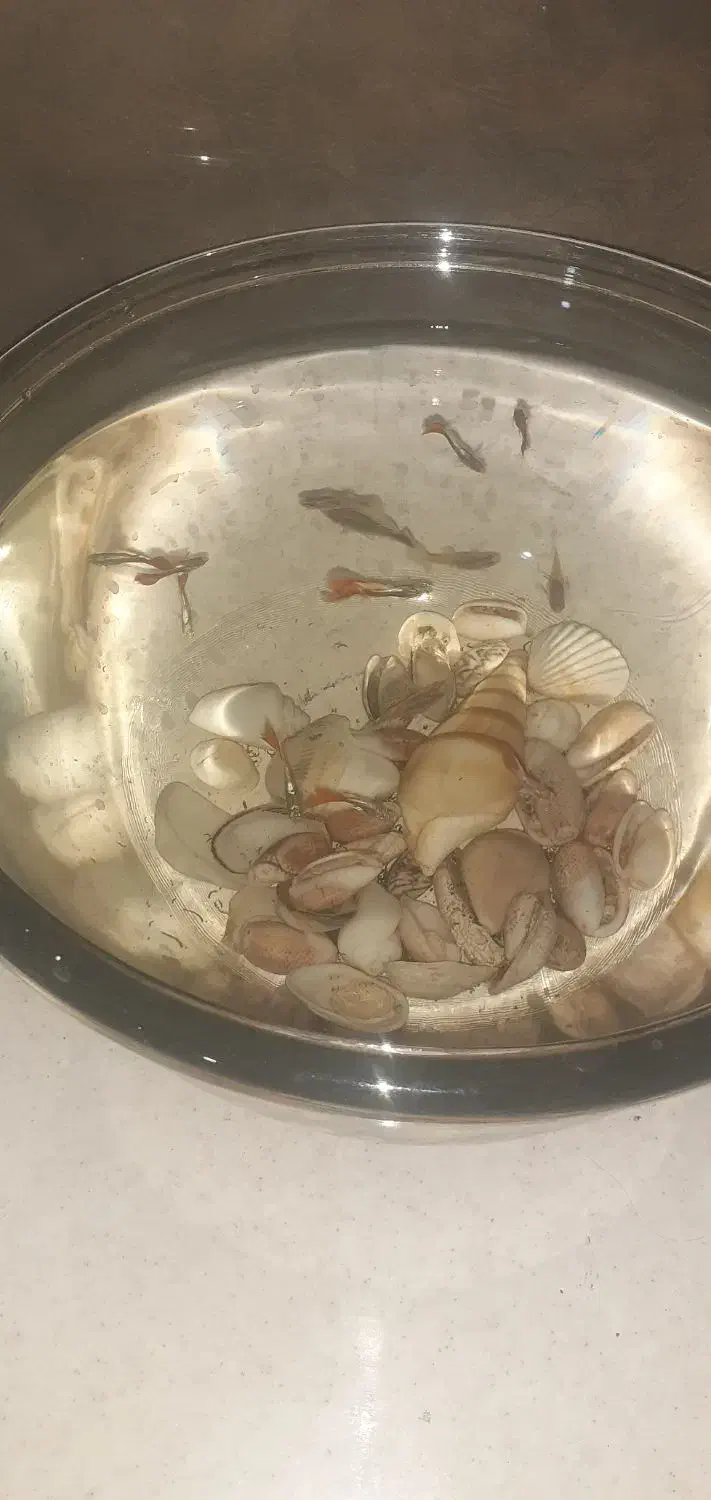 ماهی گوپی|ماهی|مشهد, هدایت|دیوار