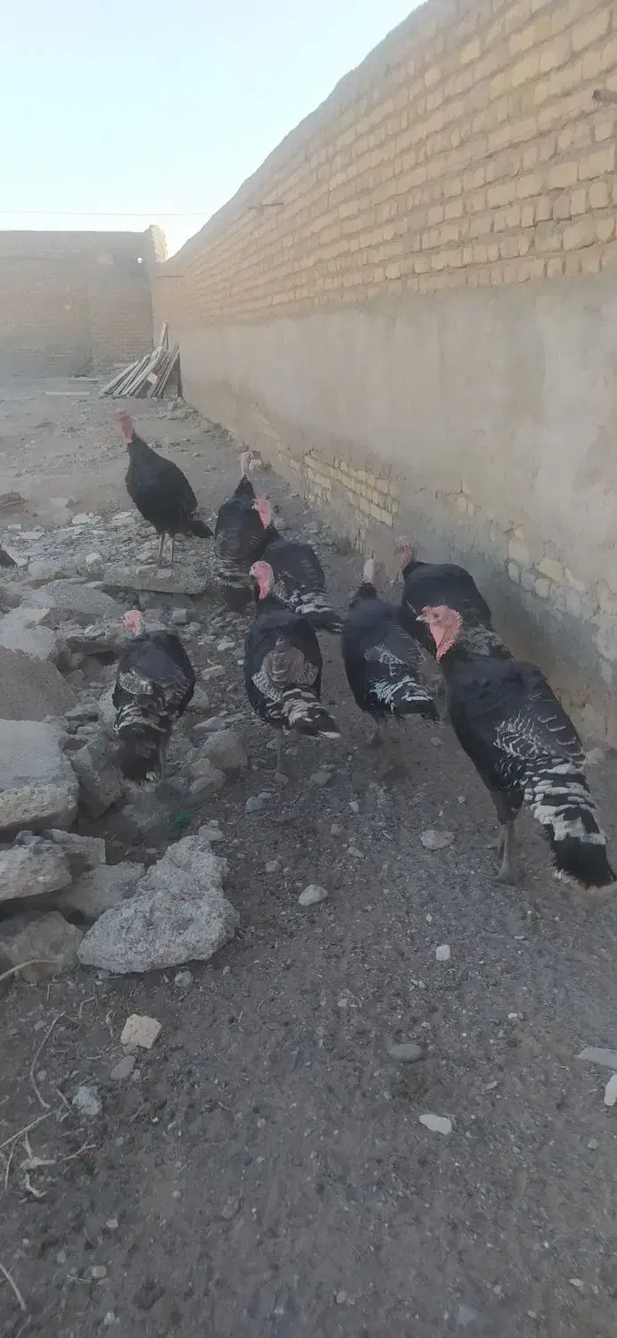 بوقلمون نر بوقلمون|حیوانات مزرعه|رضویه, |دیوار