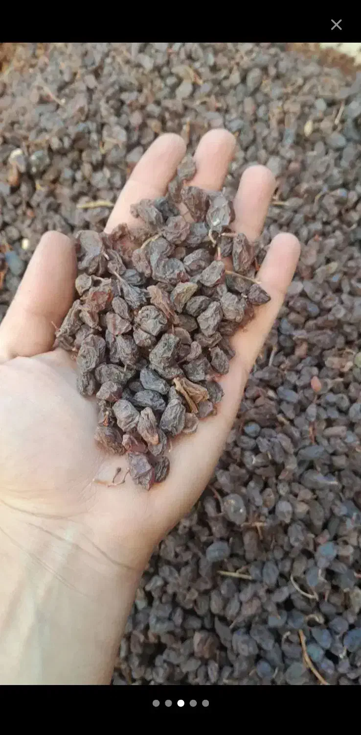 کشمش|خوردنی و آشامیدنی|اراک, |دیوار