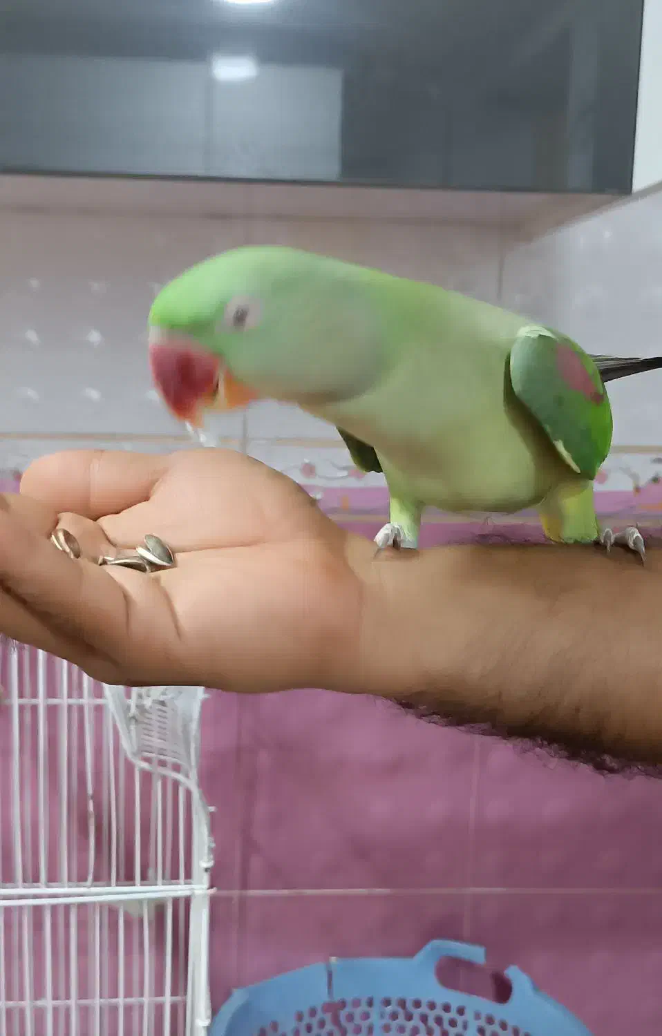 شاه طوطی سرحال و اشتی|پرنده|قشم, |دیوار