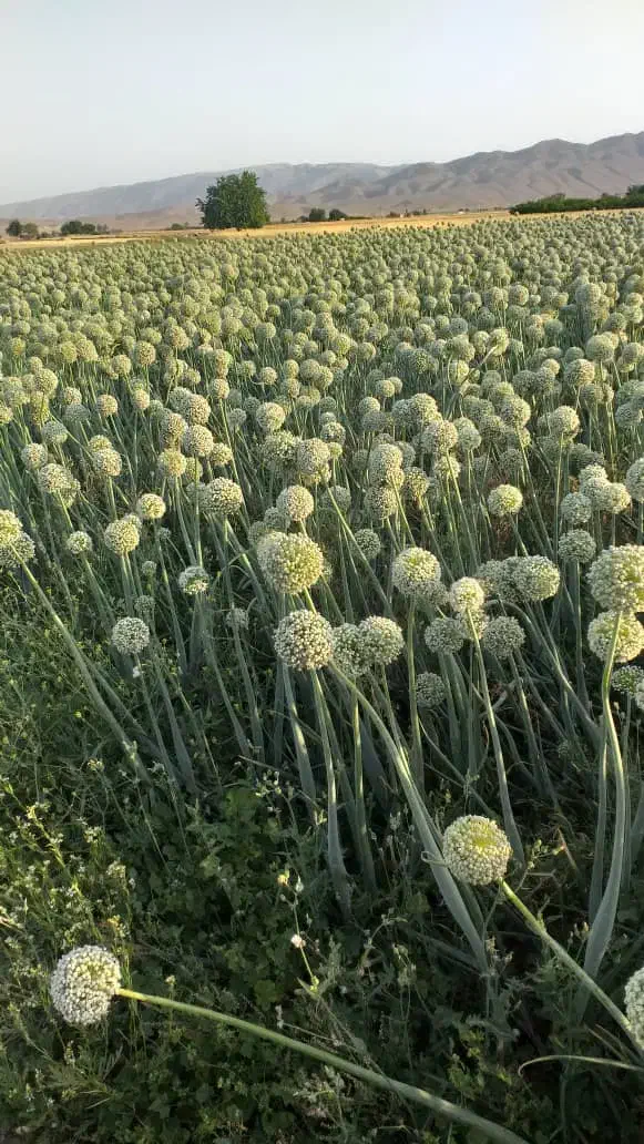 کشاورزی|عمده‌فروشی|فسا, |دیوار