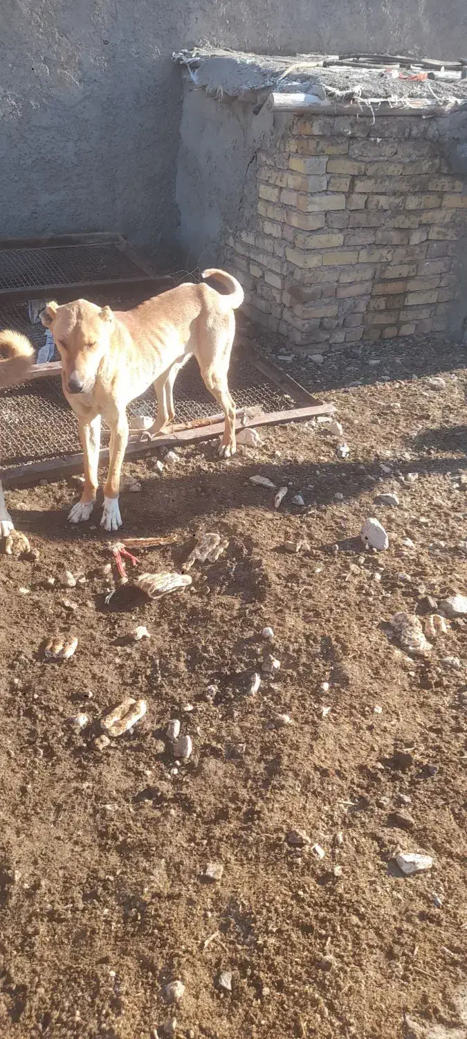 سگ نر|سگ|سردرود, |دیوار