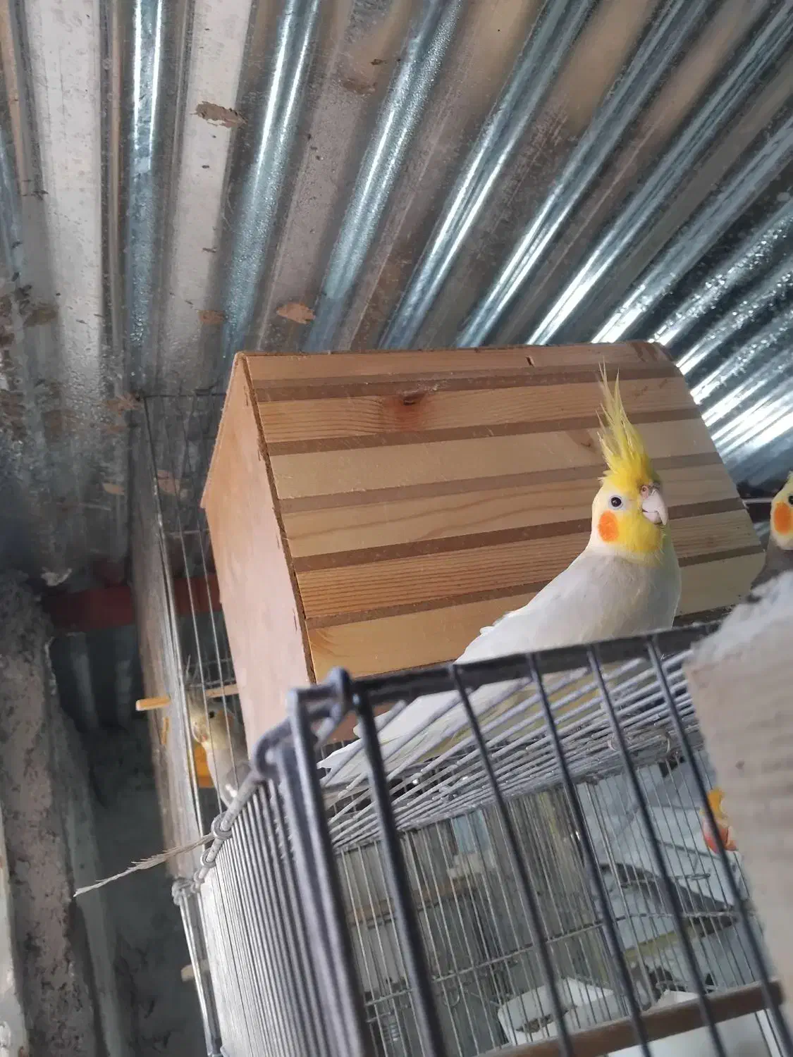 عروس هلندی لوتیون زعفرانی نر|پرنده|اسفراین, |دیوار