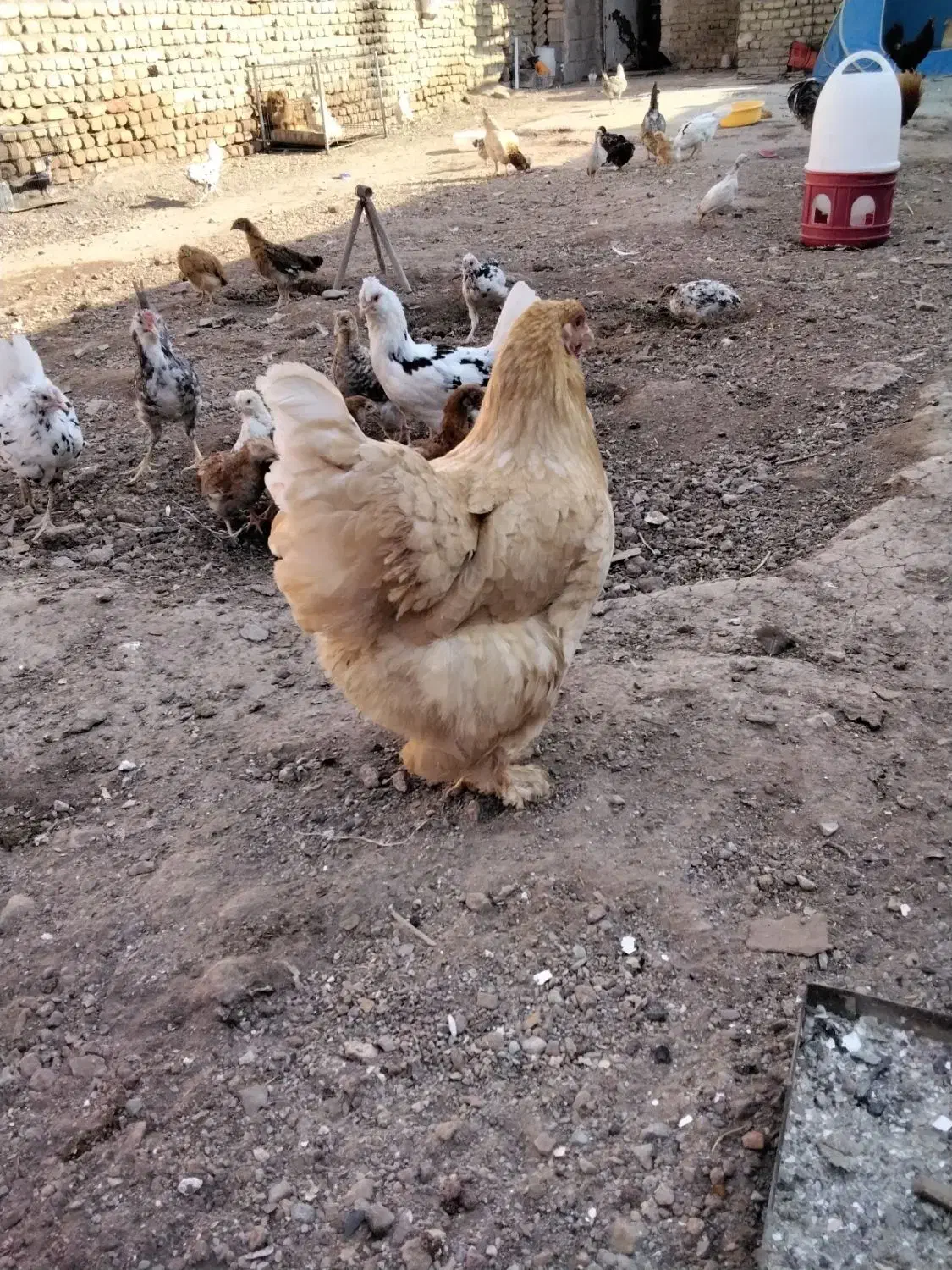 مرغو خروس برهما اصیل|حیوانات مزرعه|رباط‌کریم, رباط‌کریم|دیوار