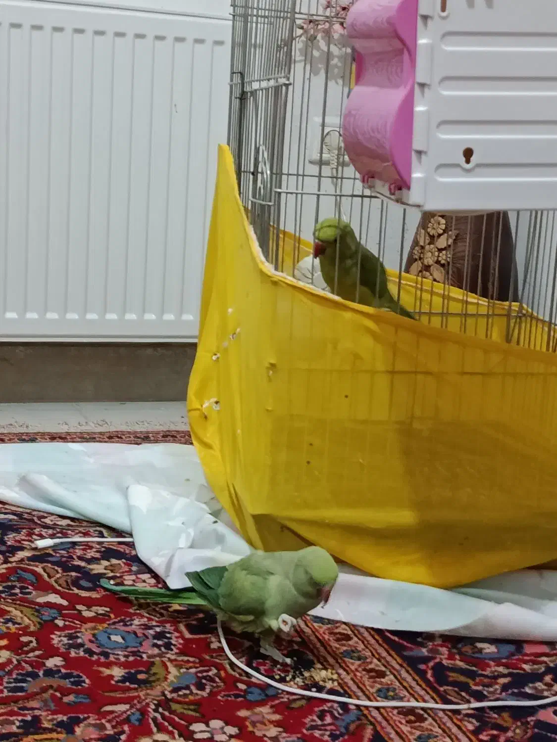 طوطی ملنگو|پرنده|محمدیه-قزوین, |دیوار