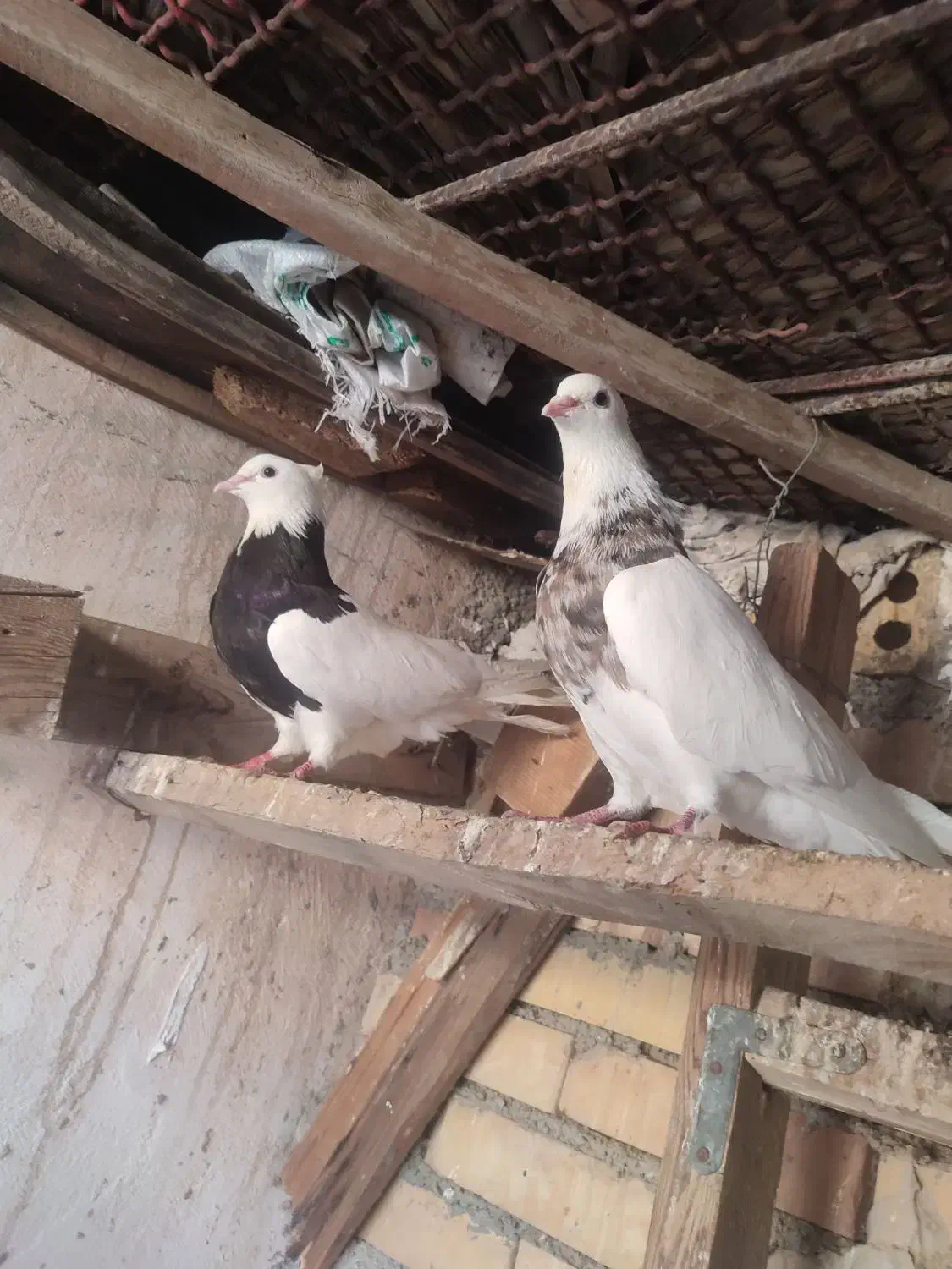 رنگی کبوتر|پرنده|چمران, |دیوار