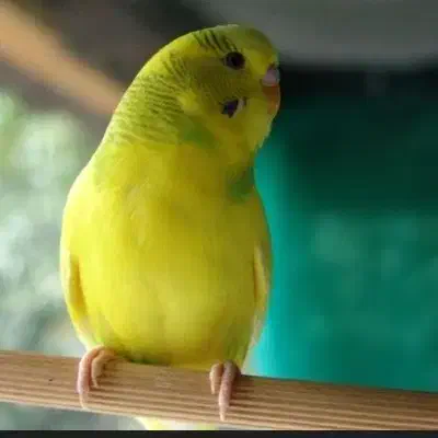 مرغ عشق فرارکرده|پرنده|نیریز, |دیوار