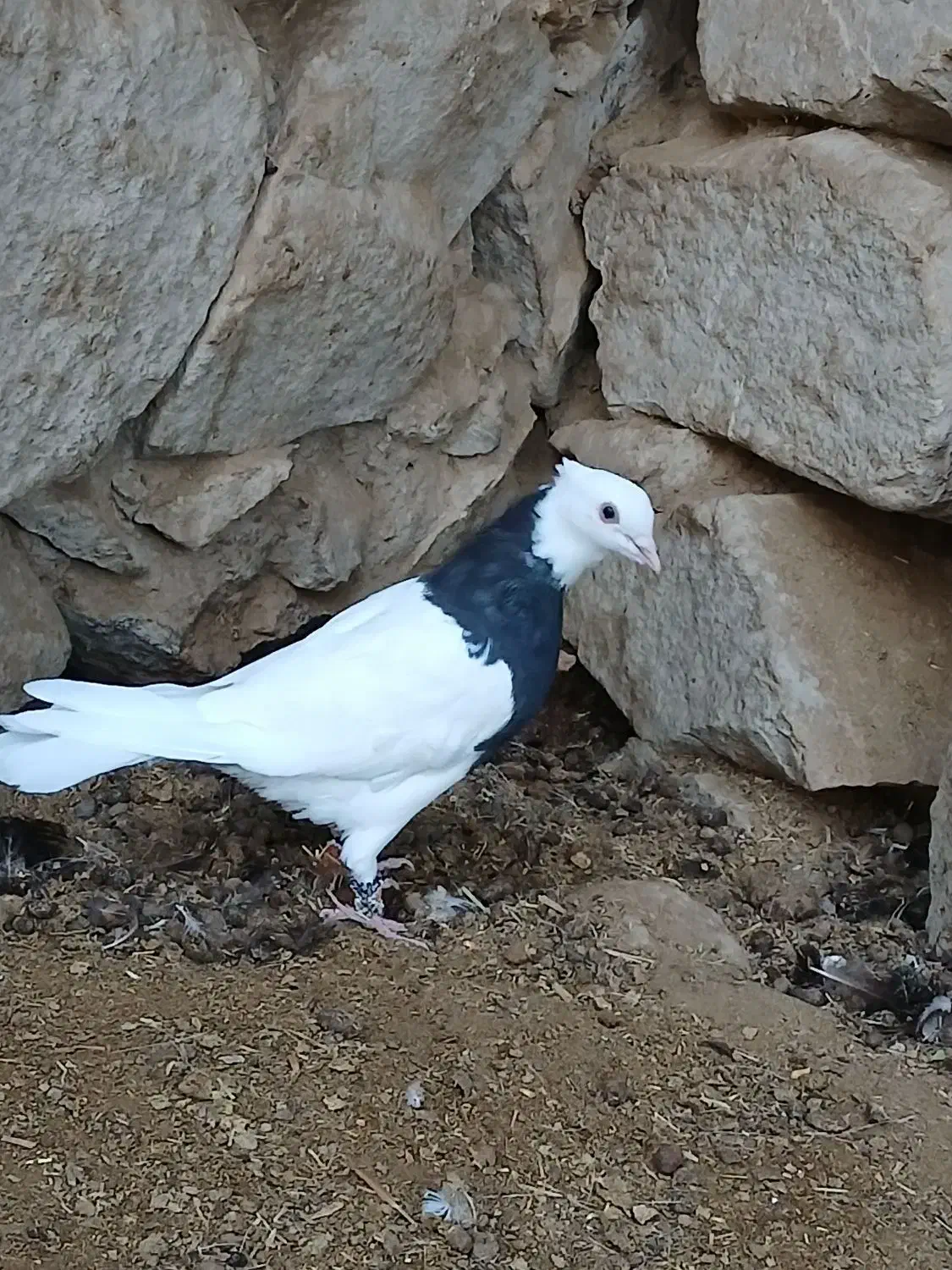 دوعدد کفتر خوشگل سالم و سرحال|پرنده|سبزوار, باهنر|دیوار