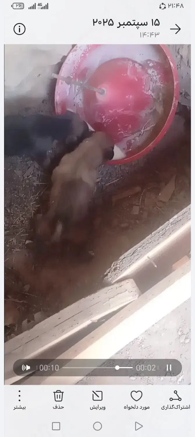 دو عدد توله سک|سگ|درمیان, |دیوار