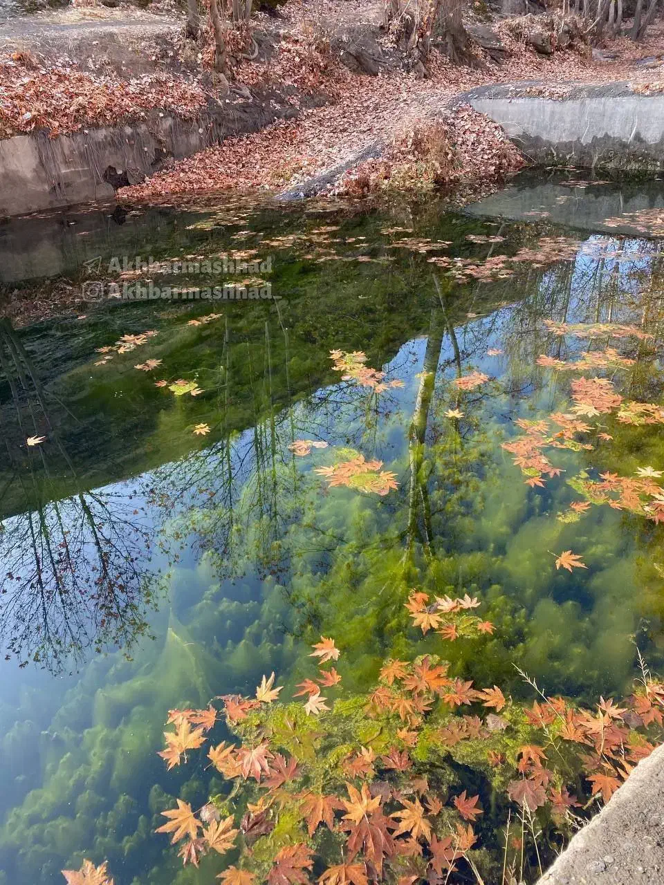 ۲۵۰متری با پروانه امام رضا|فروش زمین و ملک کلنگی|مشهد, کوشش|دیوار