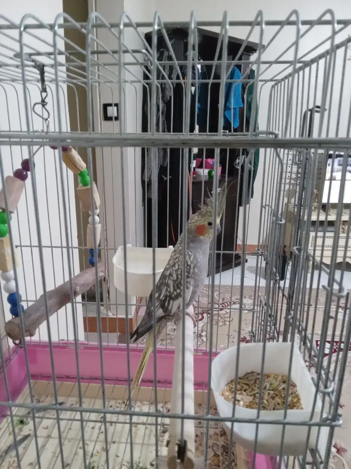 عروس هلندی جفت|پرنده|پاکدشت, پاکدشت (مامازند)|دیوار