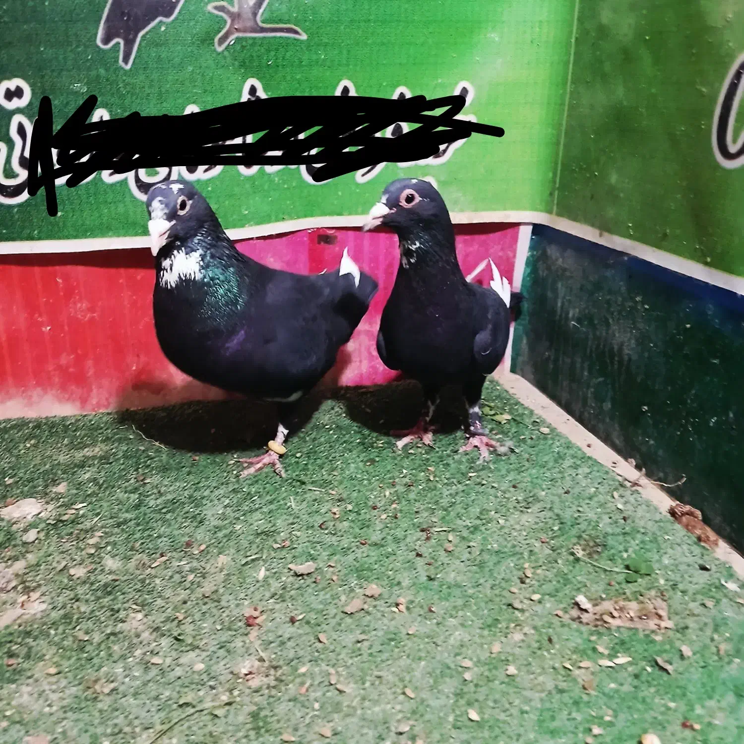 پلنگ|پرنده|راور, |دیوار