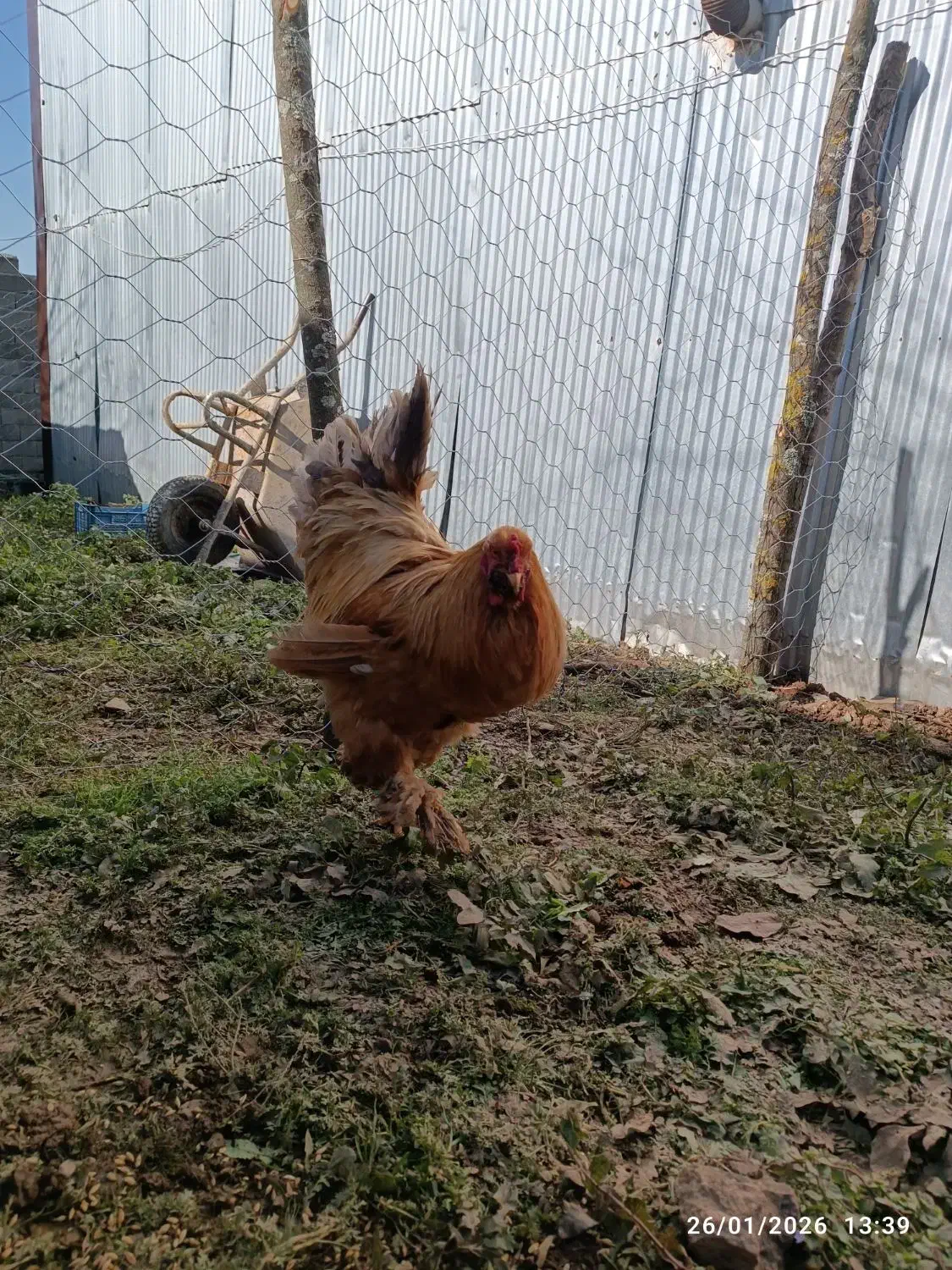 خروس برهما اصیل|حیوانات مزرعه|لاهیجان, آهندان|دیوار