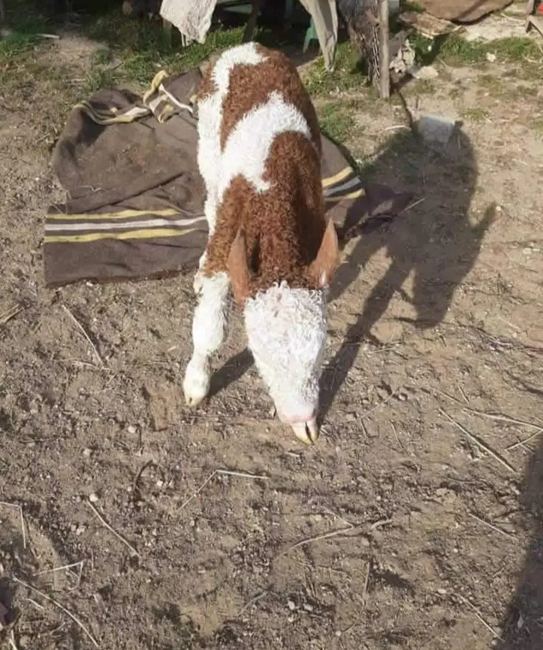 فروش گوساله سیمینتال پرواری جنس خالص|حیوانات مزرعه|جعفرآباد, |دیوار