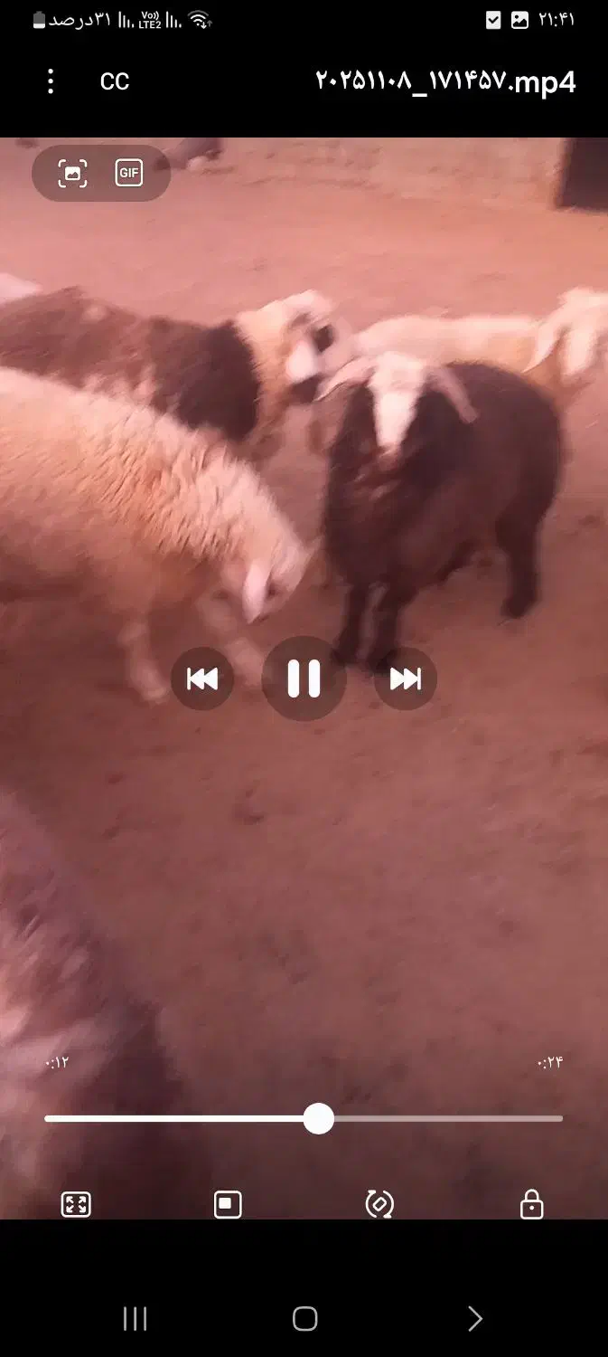 فروش ۲۰راس بره نر|حیوانات مزرعه|ارسنجان, |دیوار