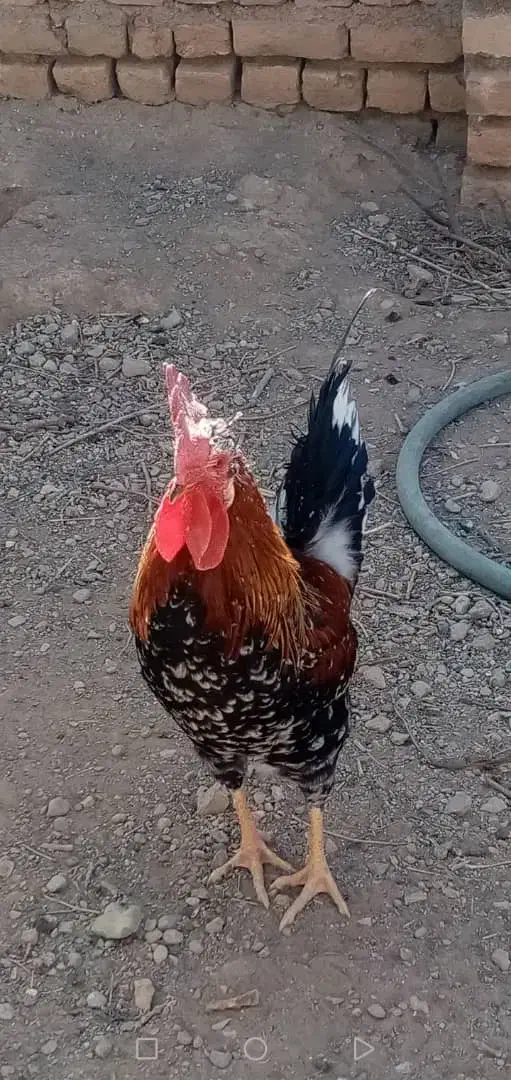 خروس محلی|حیوانات مزرعه|دلیجان, |دیوار