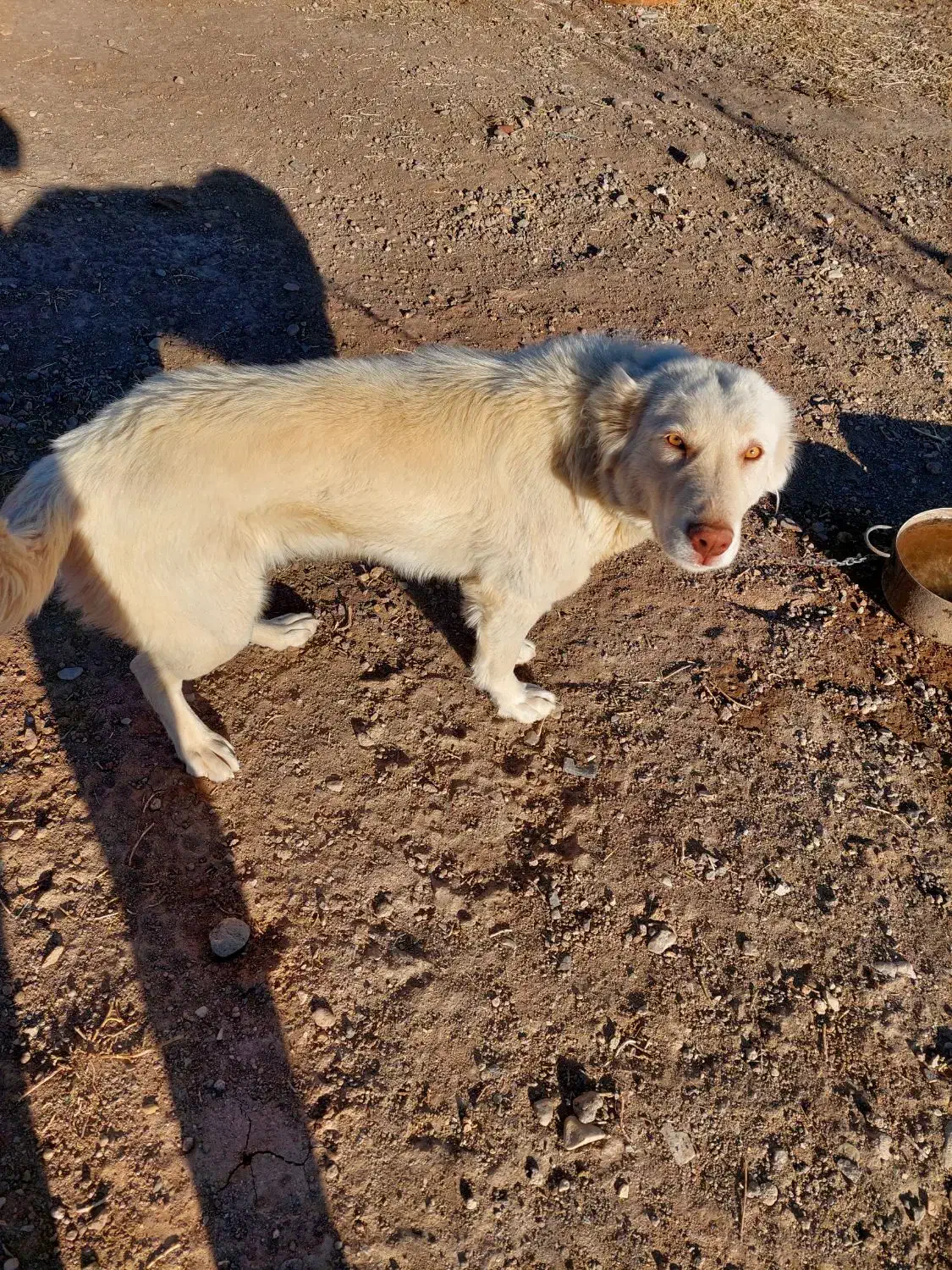 سگ سراب|سگ|قزوین, |دیوار