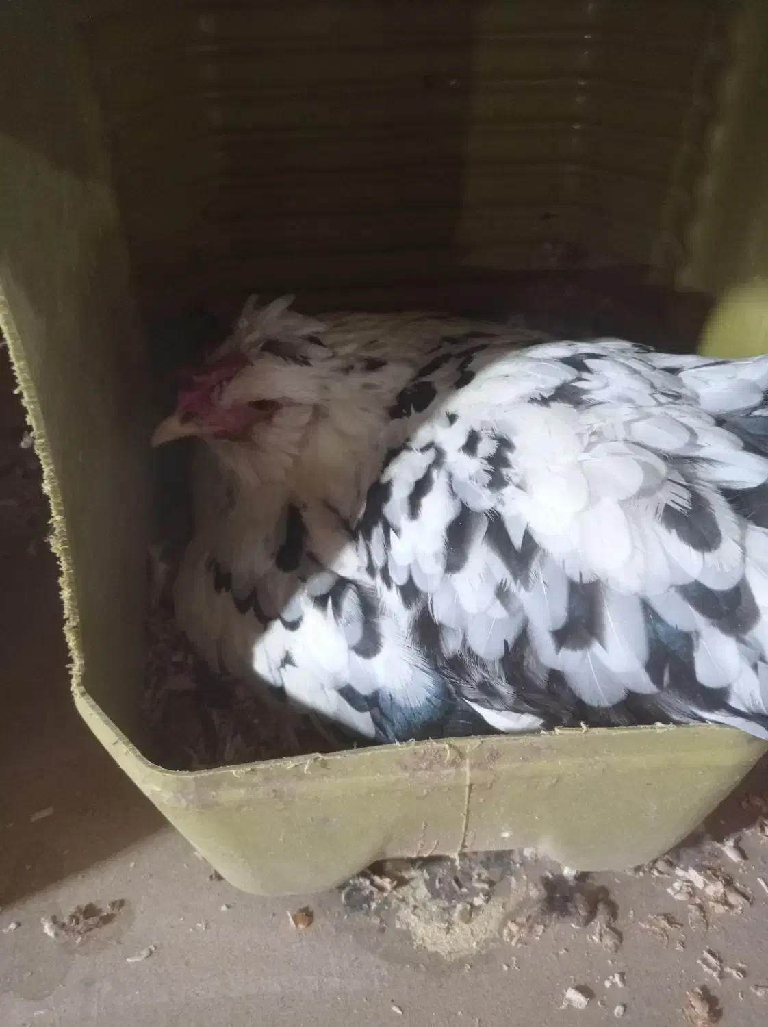 مرغ گلین کرچ|حیوانات مزرعه|پردیس, شهرک صنعتی خرمدشت فاز ۷|دیوار