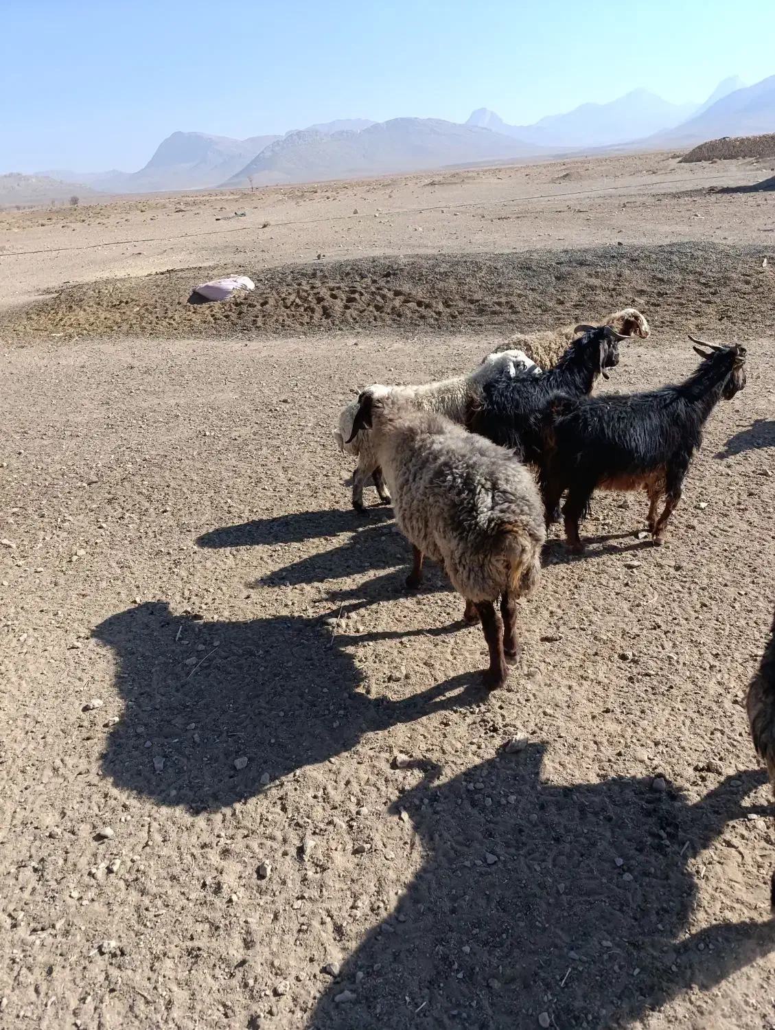 فروش گوسفند داشتی|حیوانات مزرعه|سرچهان, |دیوار