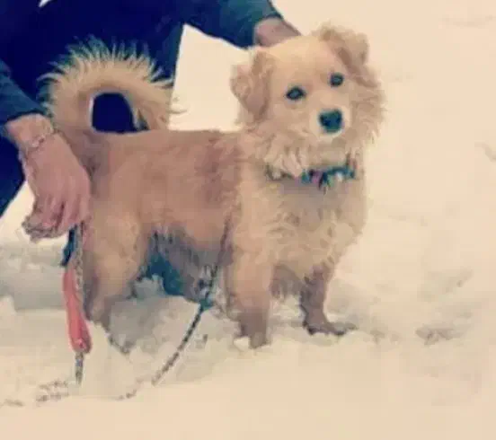 سگ نژادپاکوتا|سگ|اراک, |دیوار