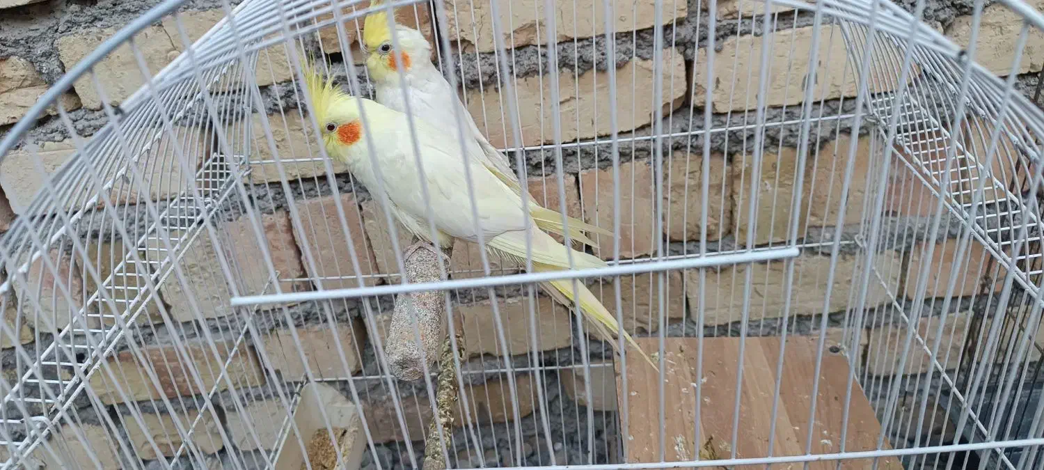 دو جفت عروس هلندی لوتینو|پرنده|میانه, |دیوار