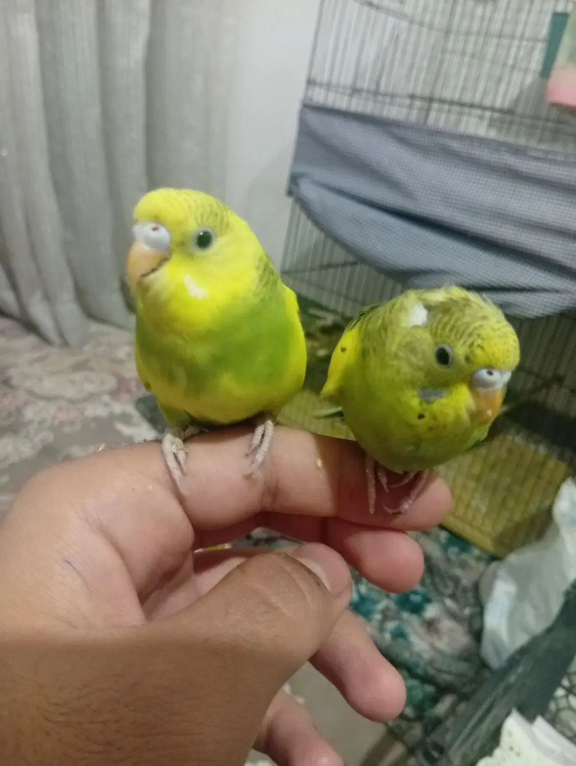 فروش 2 عدد مرغ عشق نیمه دستی  دونه ای150|پرنده|مهدی شهر, |دیوار