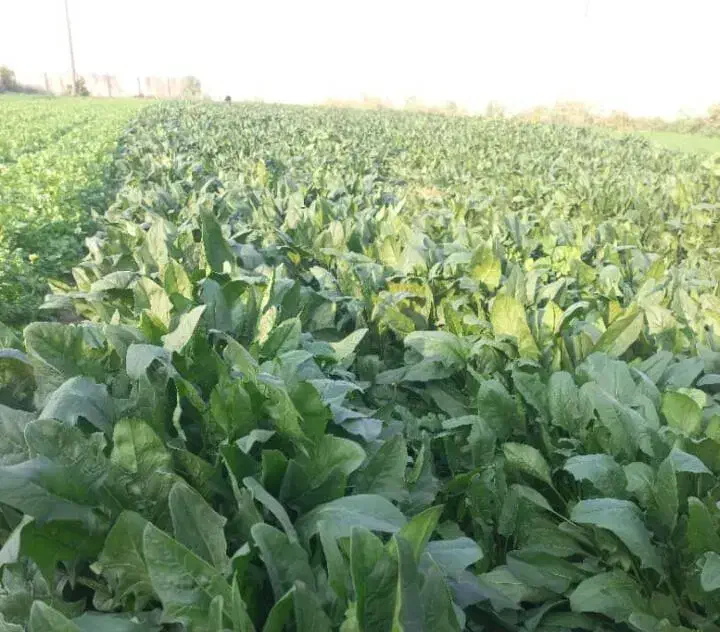 سبزی خورشتی|خوردنی و آشامیدنی|شوش, |دیوار