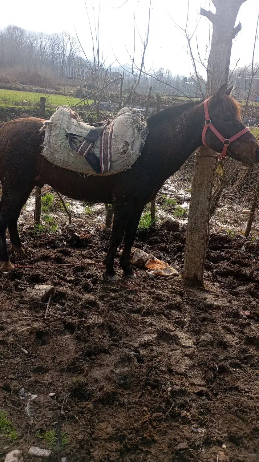 اسب باری|اسب و تجهیزات اسب‌سواری|آستانه اشرفیه, |دیوار