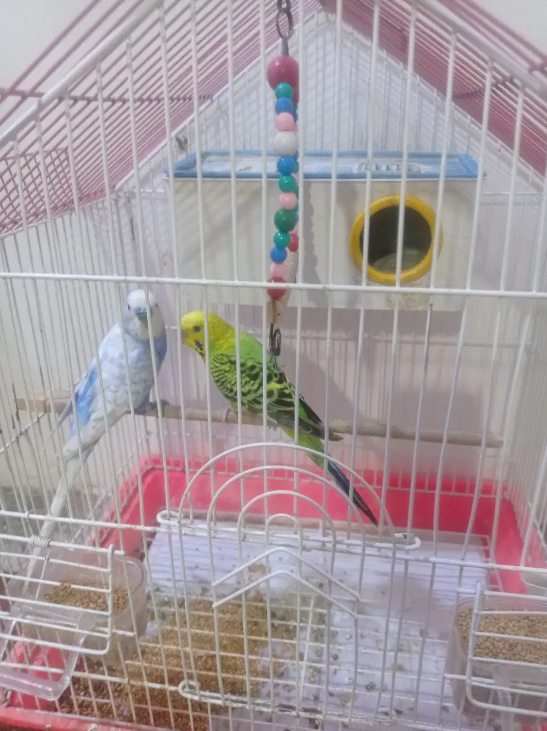 مرغ عشق|پرنده|خدا آفرین, |دیوار