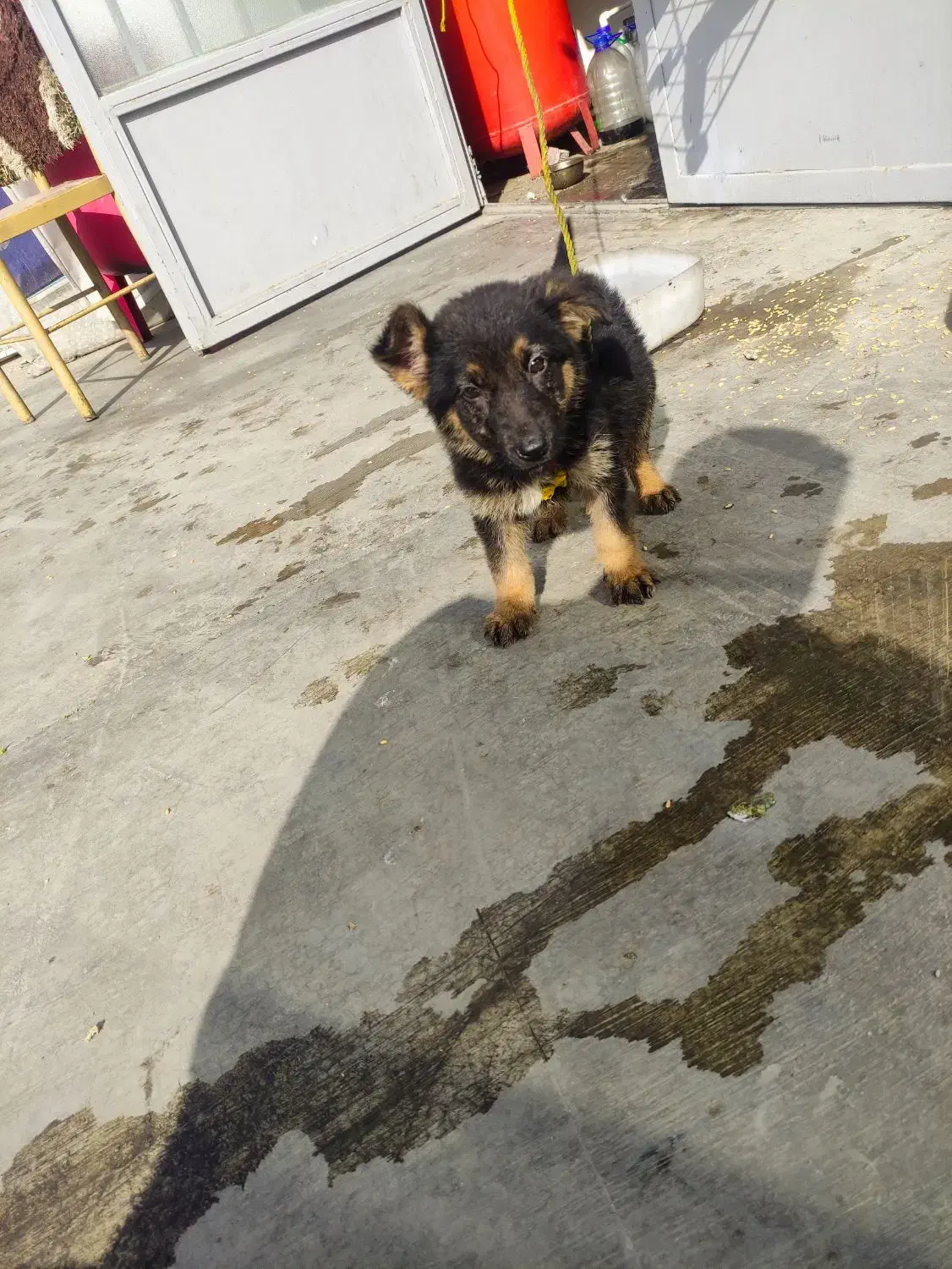 ژرمن|سگ|کرج, کمال‌شهر|دیوار