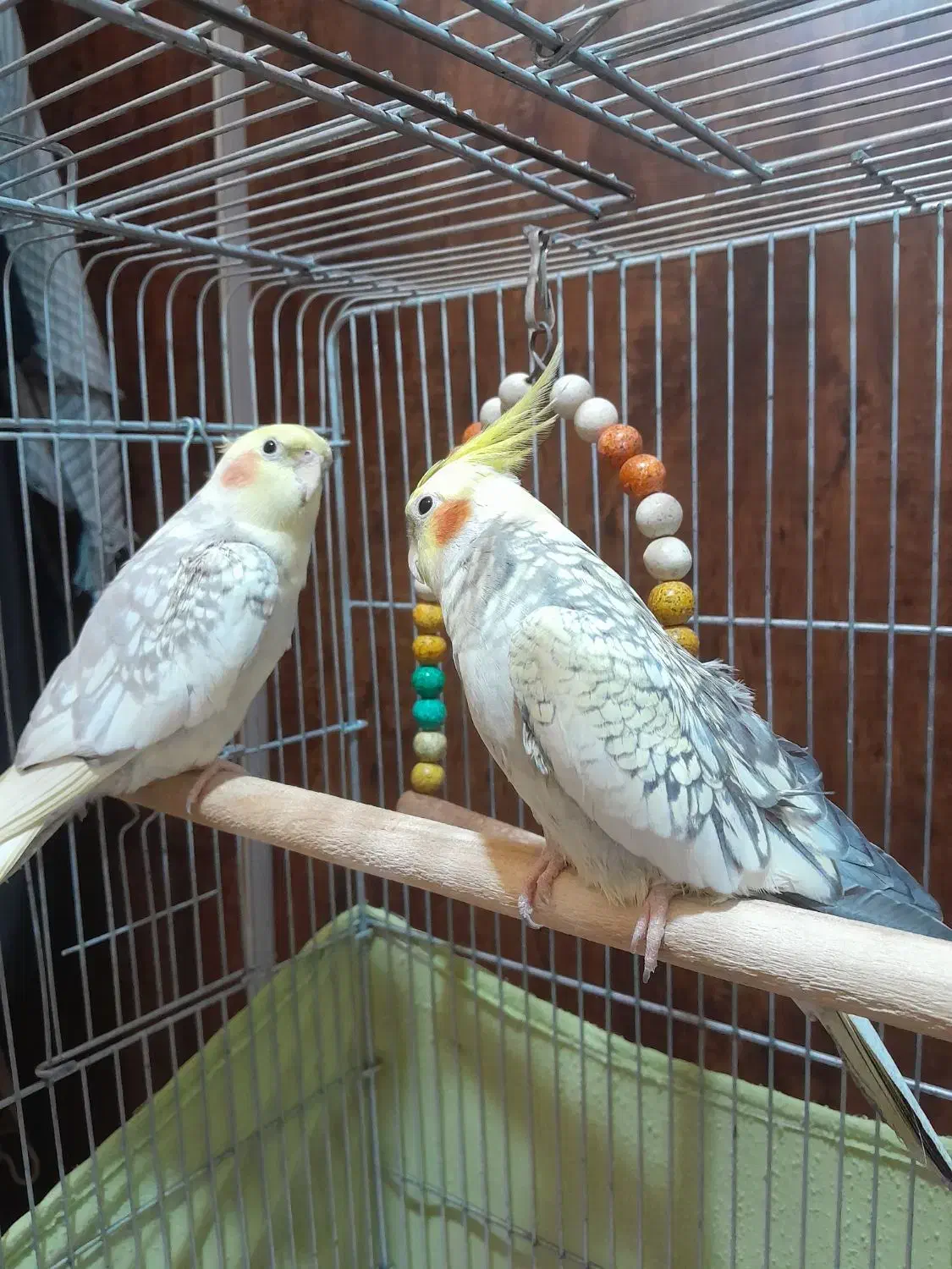 عروس نر|پرنده|نسیم‌شهر, |دیوار