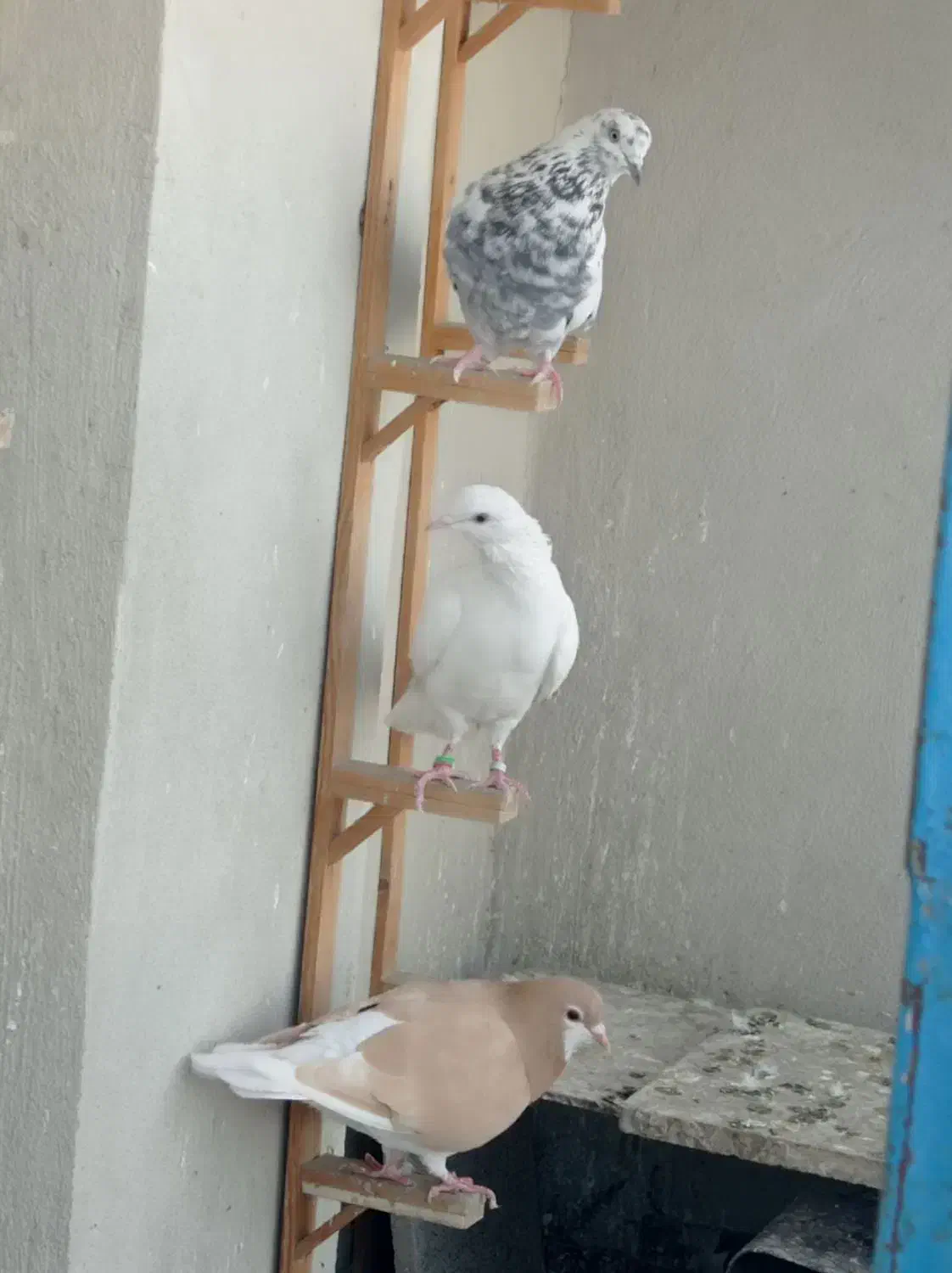 کفتر صیدقلدر|پرنده|مشهد, گرجی علیا|دیوار