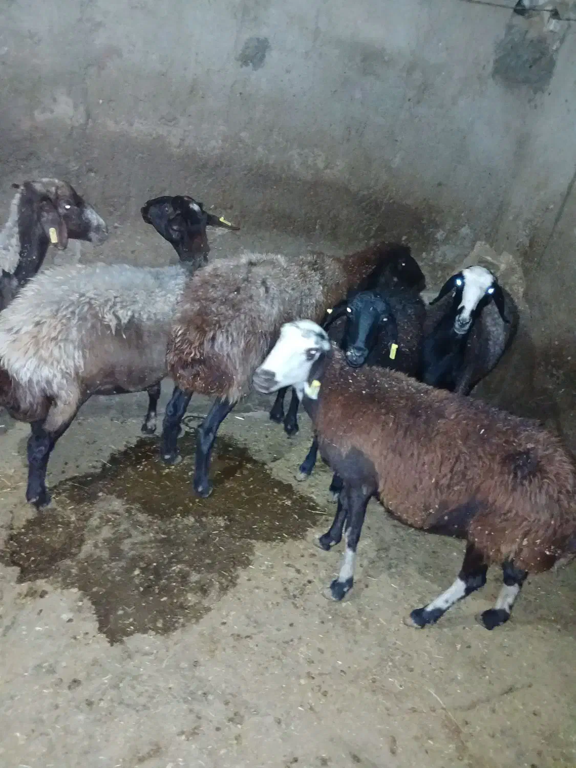 میش چاق کشتاری|حیوانات مزرعه|شیروان (لرستان), |دیوار