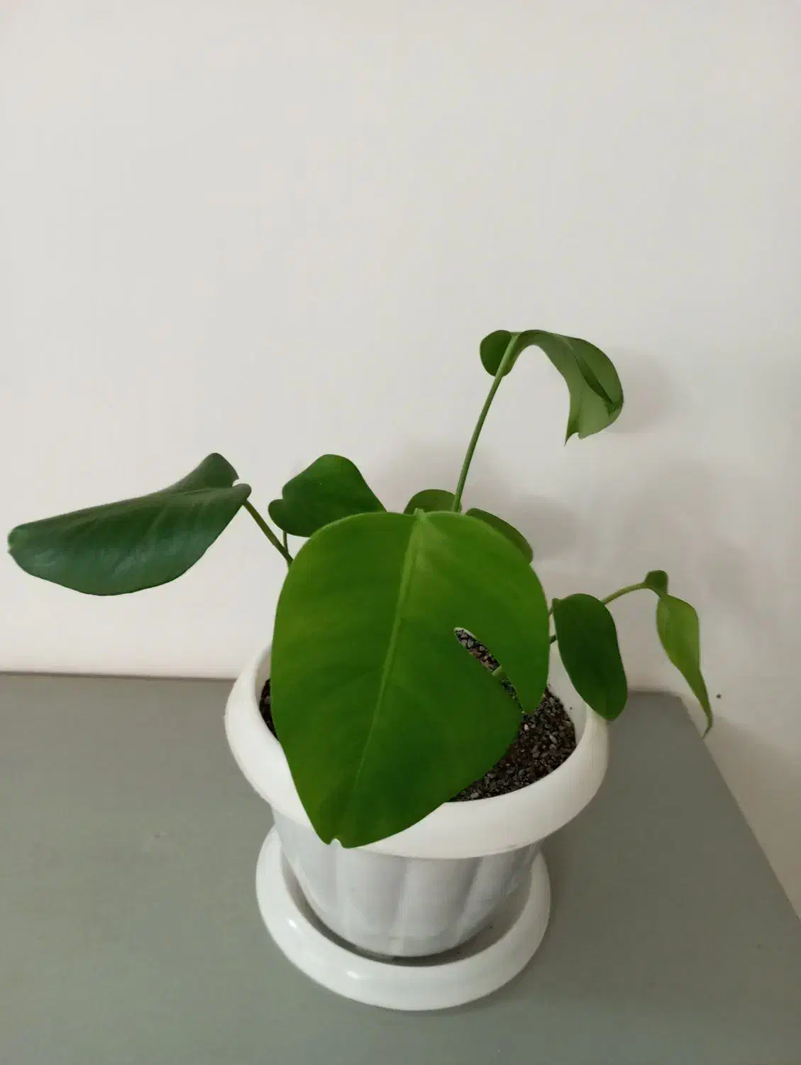 گل و گیاه|گل و گیاه طبیعی|نیشابور, شریعتی|دیوار