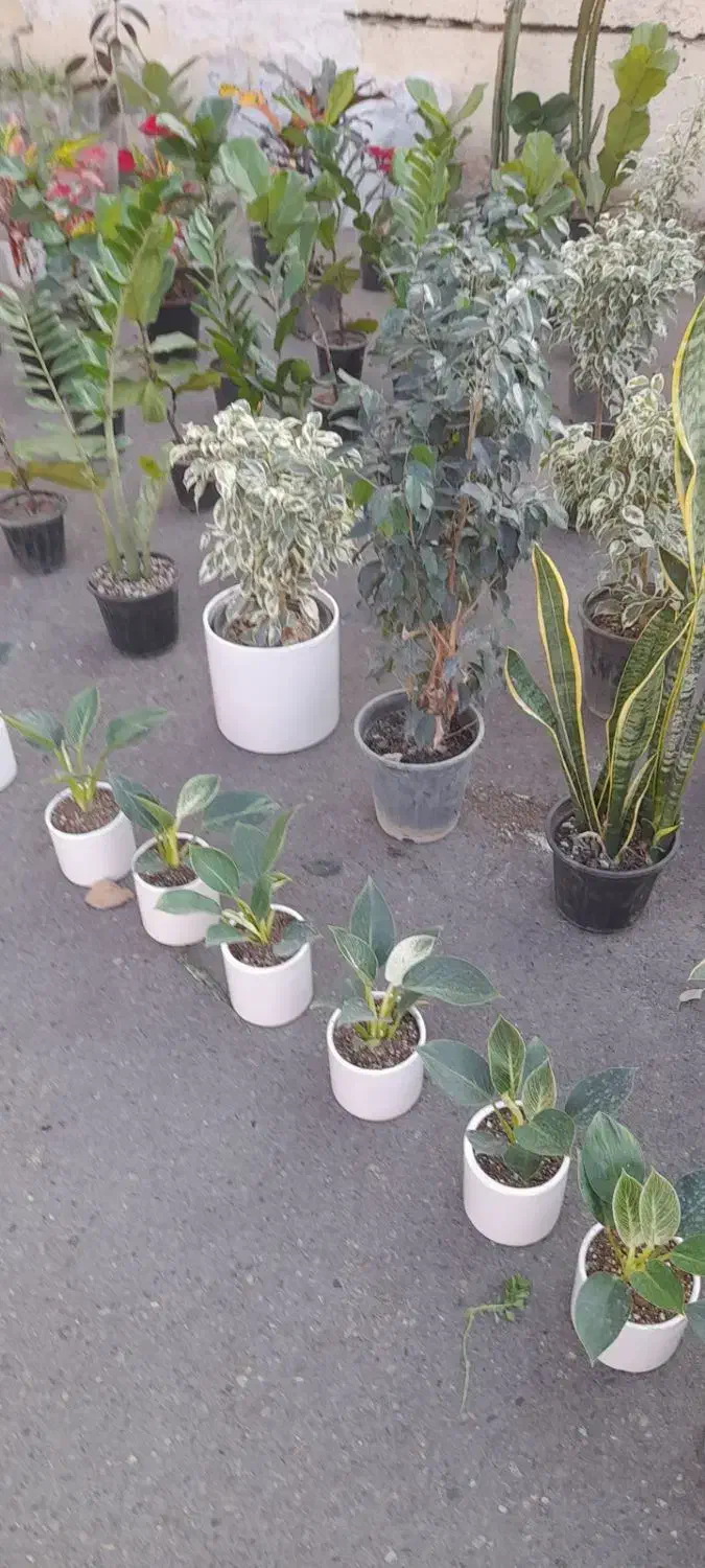 فروش انواع گل زیر قیمت بازار از دو هزار به بالا|گل و گیاه طبیعی|کرج, برغان|دیوار