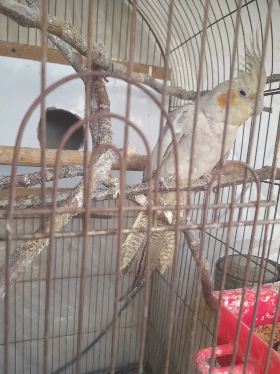 عروس هلندی ماده روی ۵ تخم|پرنده|یاسوج, |دیوار