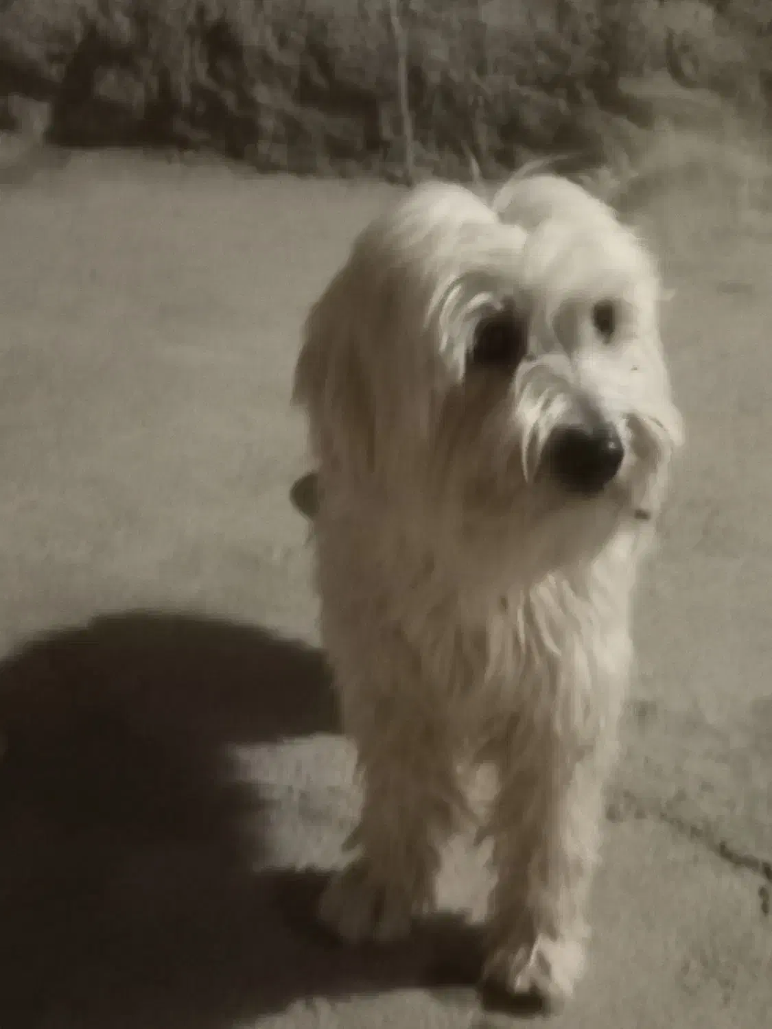 سگ پا کوتاه|سگ|دلیجان, |دیوار