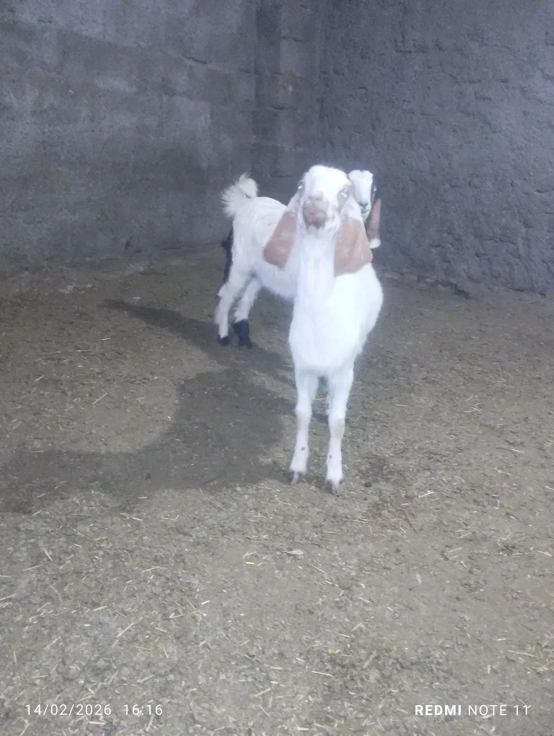 بزغاله|حیوانات مزرعه|سده (خراسان جنوبی), |دیوار