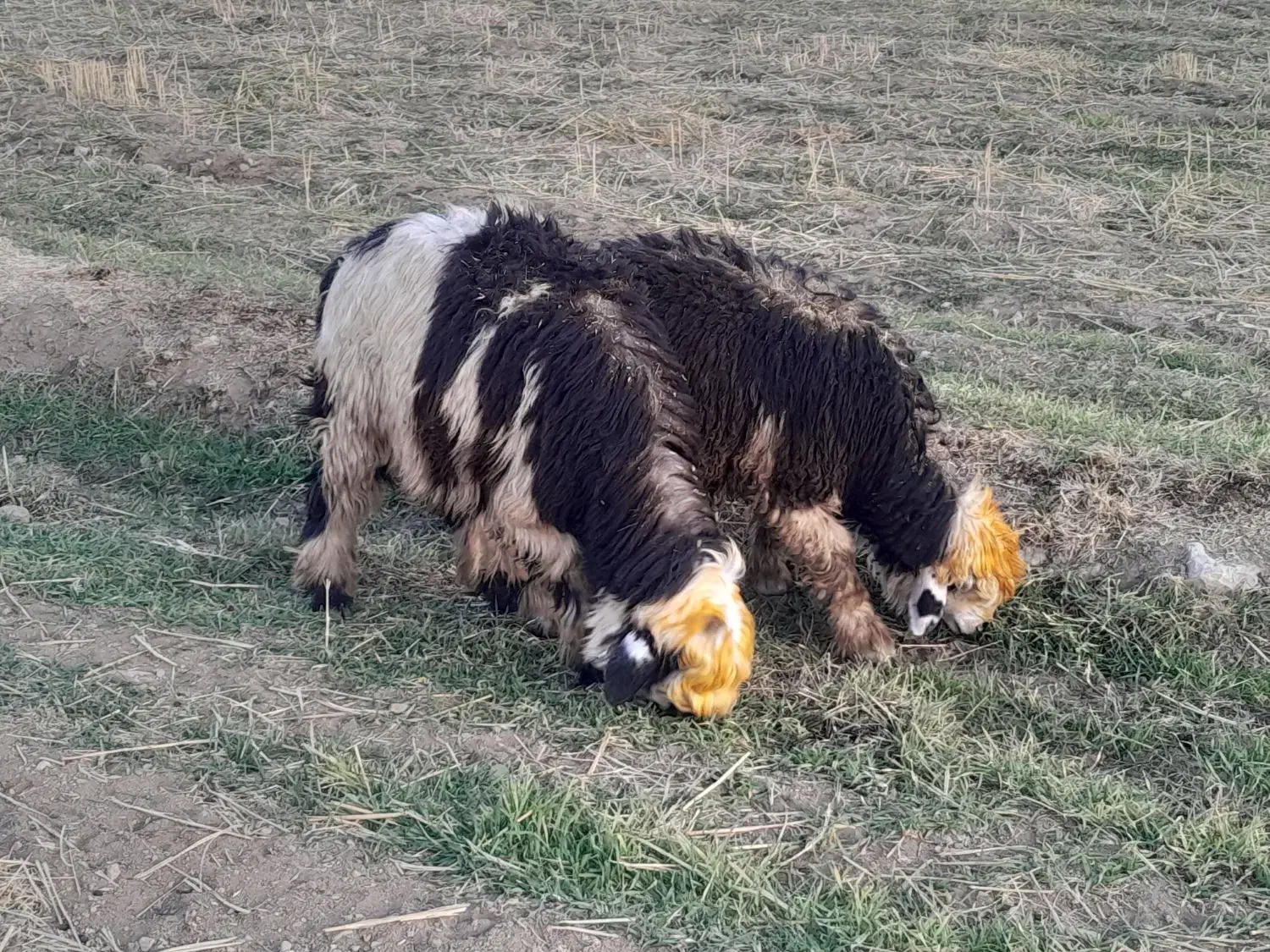 شیشک قوچ ،بره قوچ،میش وبره|حیوانات مزرعه|دورود, |دیوار