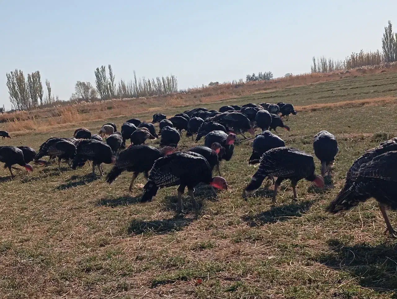 بوقلمون محلی وارگانیک|حیوانات مزرعه|بوکان, |دیوار