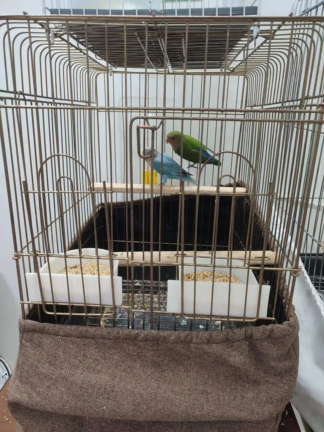 طوطی گرینچیک عروس هلندی فنچ|پرنده|محمدشهر, محمدشهر|دیوار