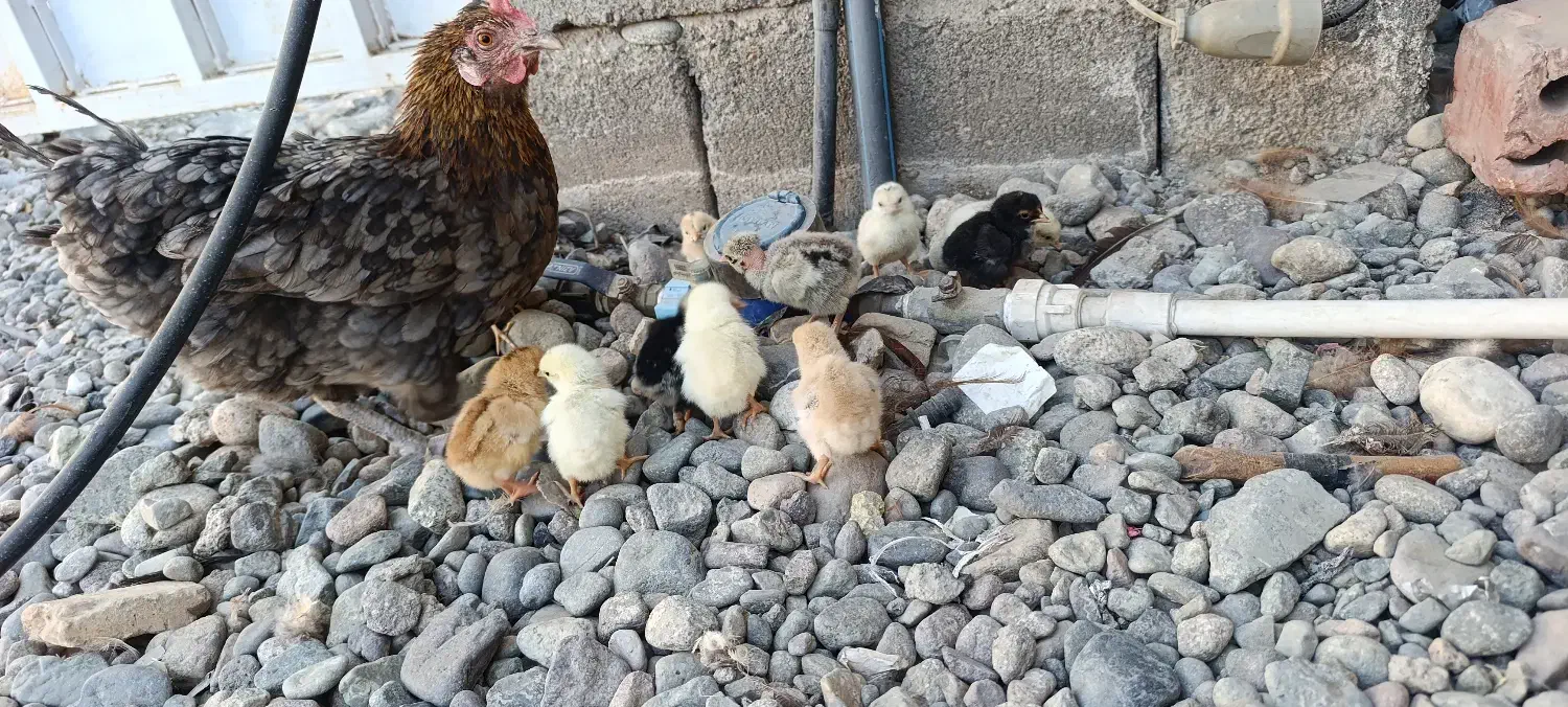 جوجه محلی|حیوانات مزرعه|جیرفت, |دیوار