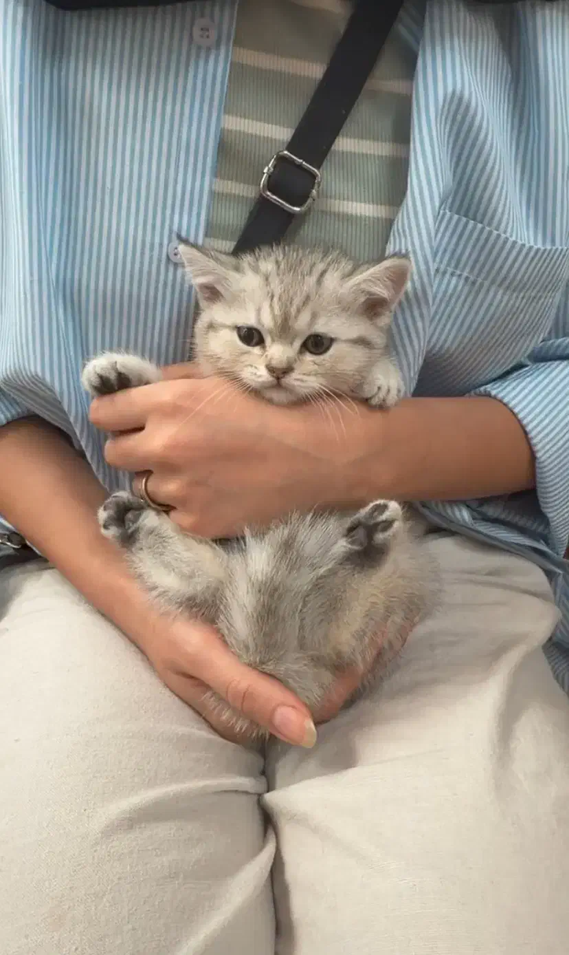 بچه گربه بریتیش شورت هیر|گربه|ساری, |دیوار